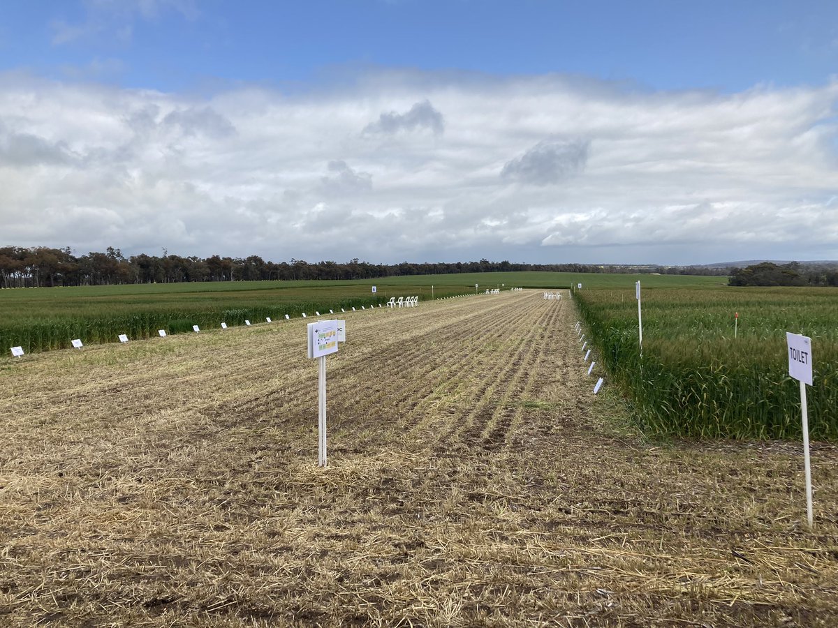 Daniel_in_Hort's tweet photo. Field day has arrived for the @far_australia Albany Crop Technology centre at Frankland River. See you soon! https://t.co/Vpj7Y1QH3g