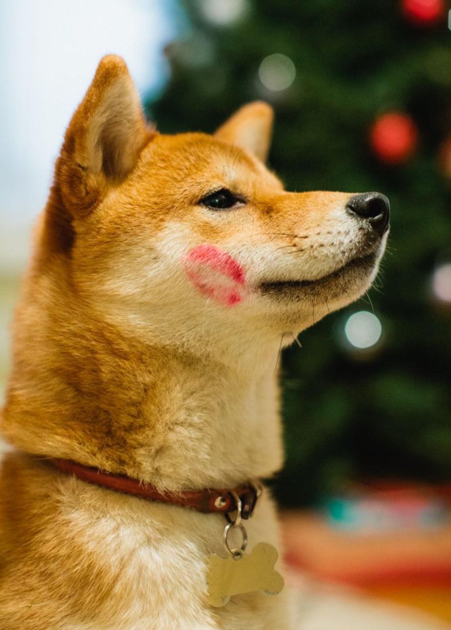 Шиба ину коин