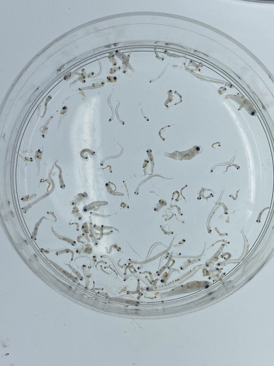 Elena Conser (she/her) tweet media