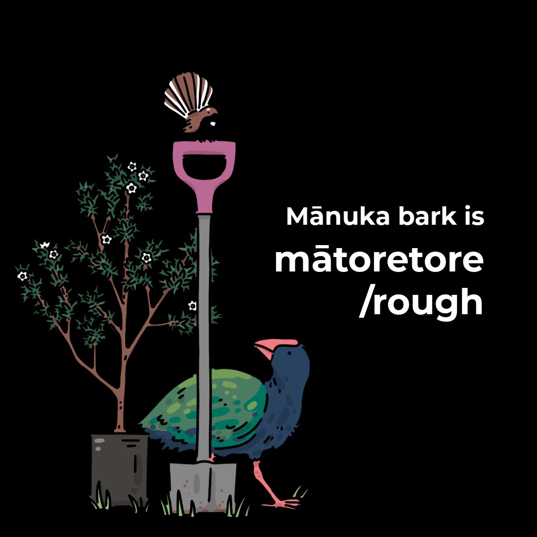 For the fourth day of #TeWikioteReoMāori we’re profiling an incredibly handy tree: mānuka.🧠If you think your mānuka facts and your reo Māori words are down pat, you can test what you’ve learnt on our quiz: form.typeform.com/to/TdVG8oqr