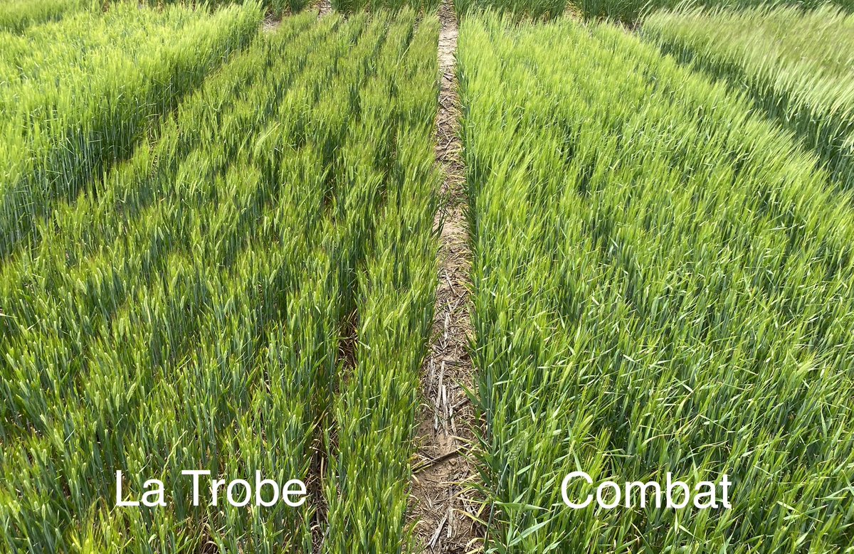 Georgia Trainor tweet media