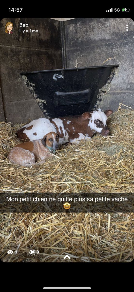 Ce petit veau de moins de 2 semaines, s'est échappé de son élevage ( en batterie) et a atterri blessé à une patte dans nos paddock!
Après discussion avec l'éleveur, "MILKA" rejoint notre cheptel pour le plus grand bonheur d'Athos 🐶 qui ne le quitte plus !!! 
Welcome MILKA !🐮