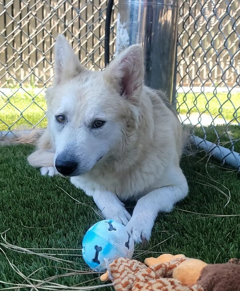 mapleveewesem's tweet image. 😍 Beautiful OATMEAL 💔 
Downey #California ACC gave this 7 yo 40 lb girl her final plea today 😥 This gorgeous #husky mix is good with large, calm #dogs . Please go see her afternoons, 2-5 p.m. Hurry, ⏰ is short🙏 Reply here if you can #FOSTER 4 rescue 🙏 info ⬇
#A5493284