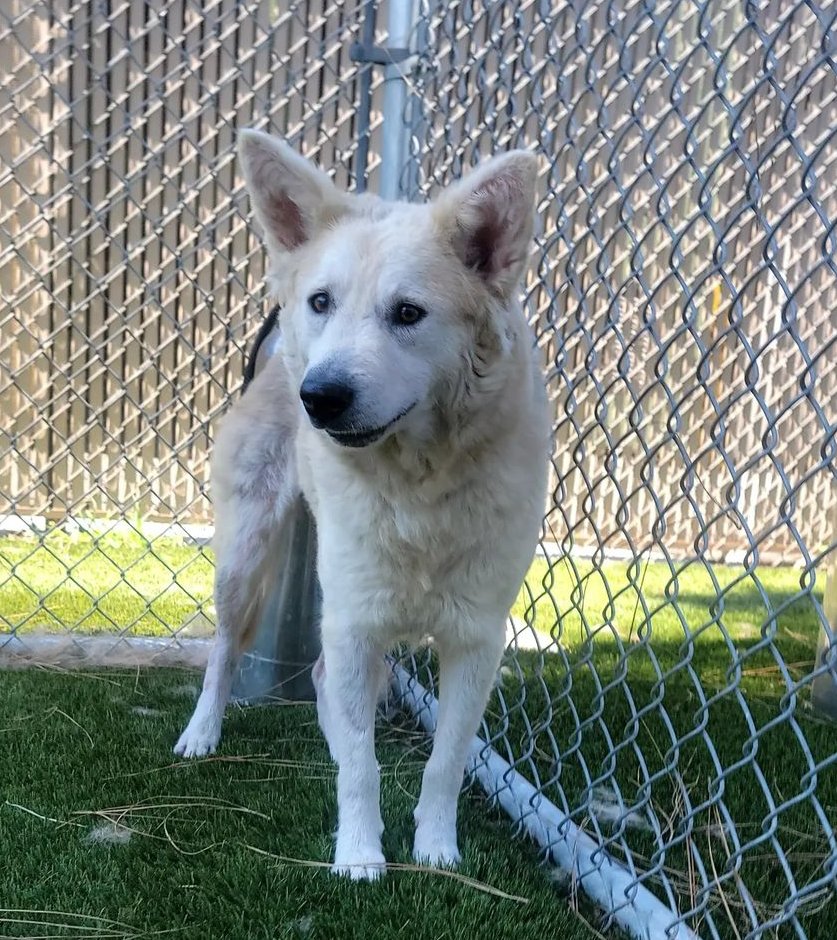 mapleveewesem's tweet image. 😍 Beautiful OATMEAL 💔 
Downey #California ACC gave this 7 yo 40 lb girl her final plea today 😥 This gorgeous #husky mix is good with large, calm #dogs . Please go see her afternoons, 2-5 p.m. Hurry, ⏰ is short🙏 Reply here if you can #FOSTER 4 rescue 🙏 info ⬇
#A5493284