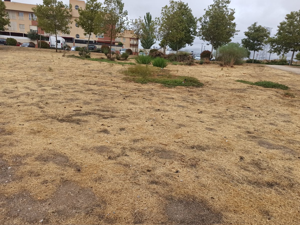 juancarvr23's tweet photo. @Arroyomolinos A ver si también se dedican a sancionar a los dueños de los perros que no recogen sus cacas y limpiar los parques de excrementos, no se puede andar sin pisar una caca. Mister truño parece que está de vacaciones. Es indignante ver el estado de los parques tan descuidados https://t.co/8lxJXbnPlB