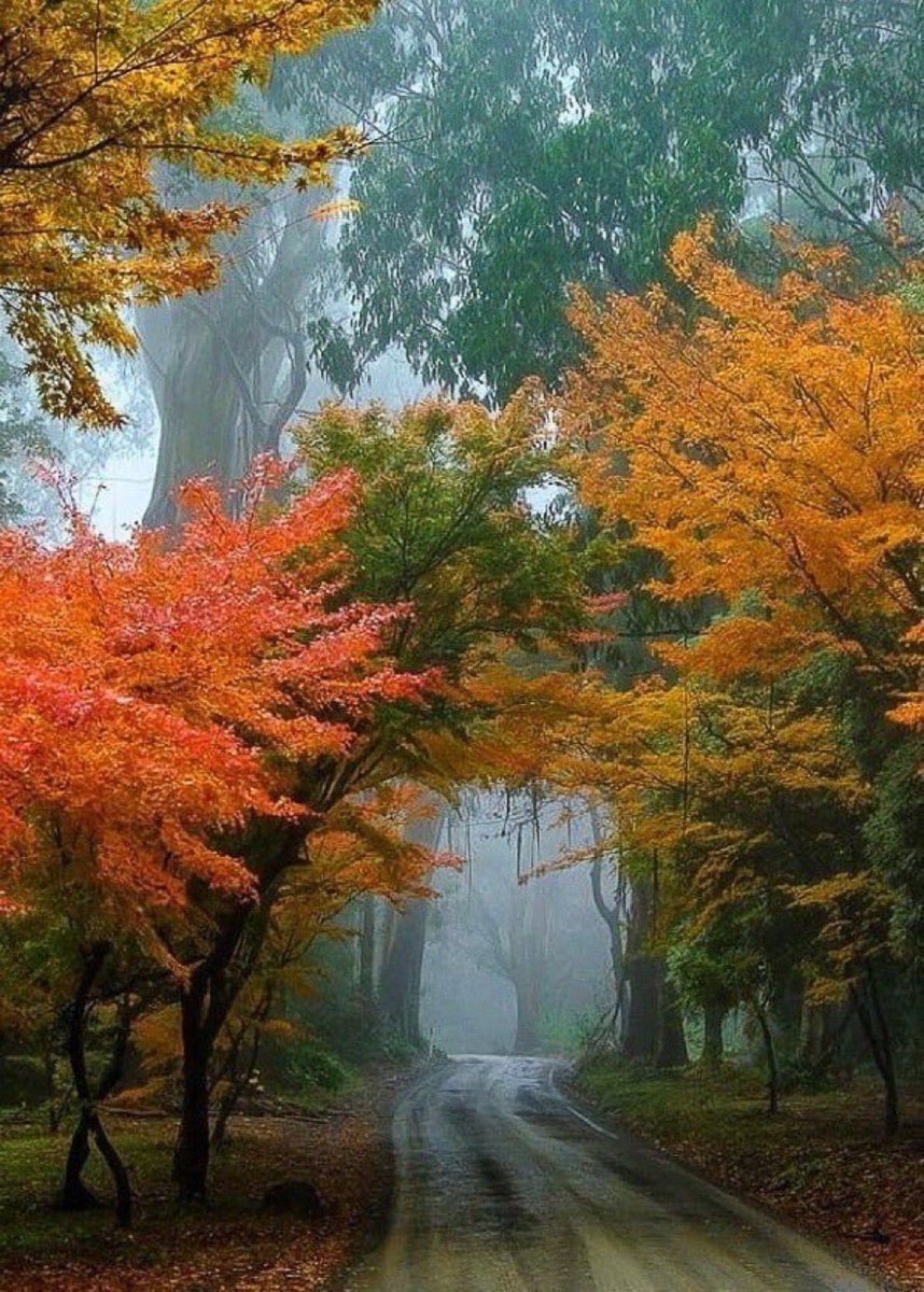 AureliaLiaRose's tweet photo. The road aheadβ¦ π§‘
Autumn day π§‘ https://t.co/l3qkrITT0H