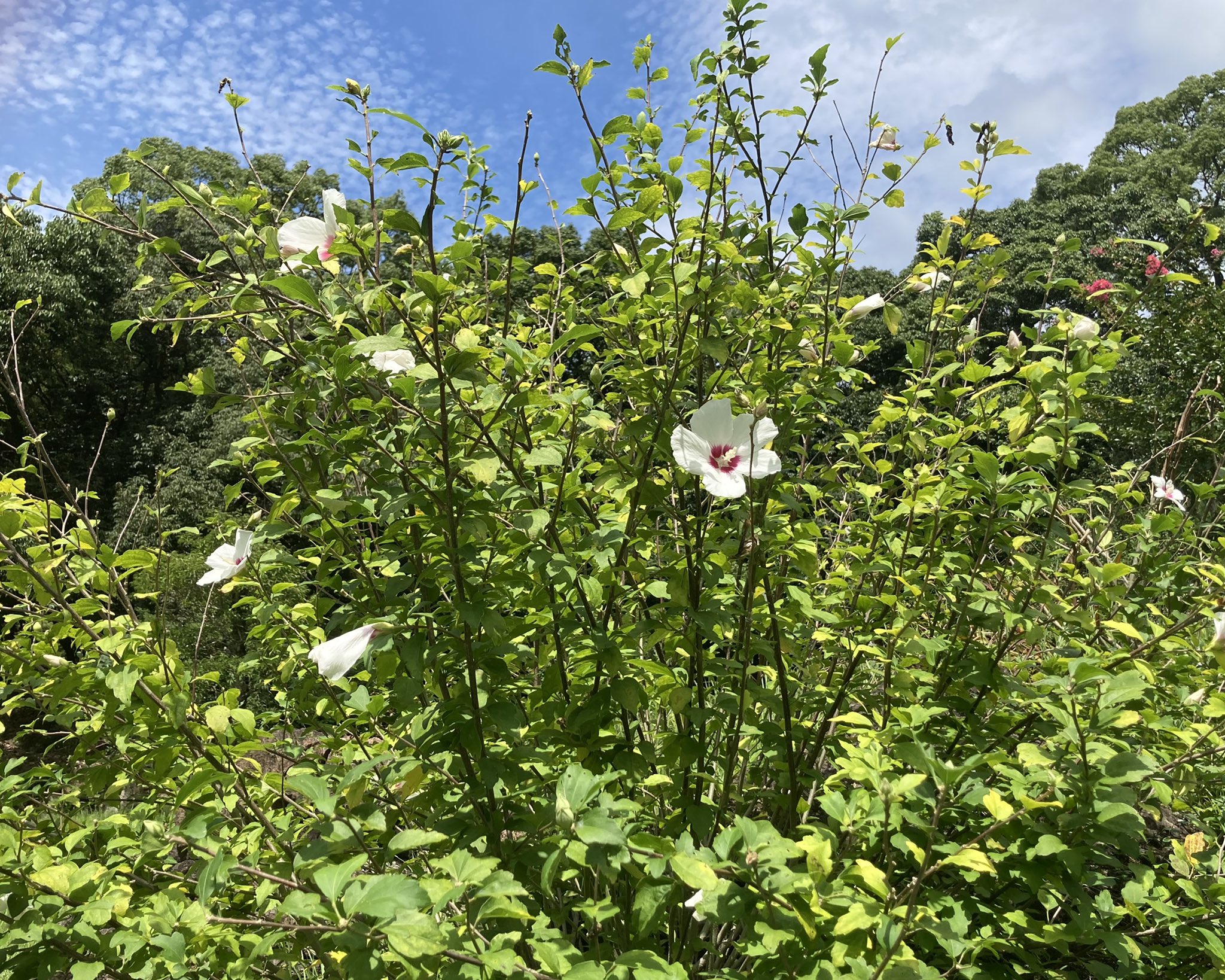 ターシャ テューダー Twitter Search Twitter