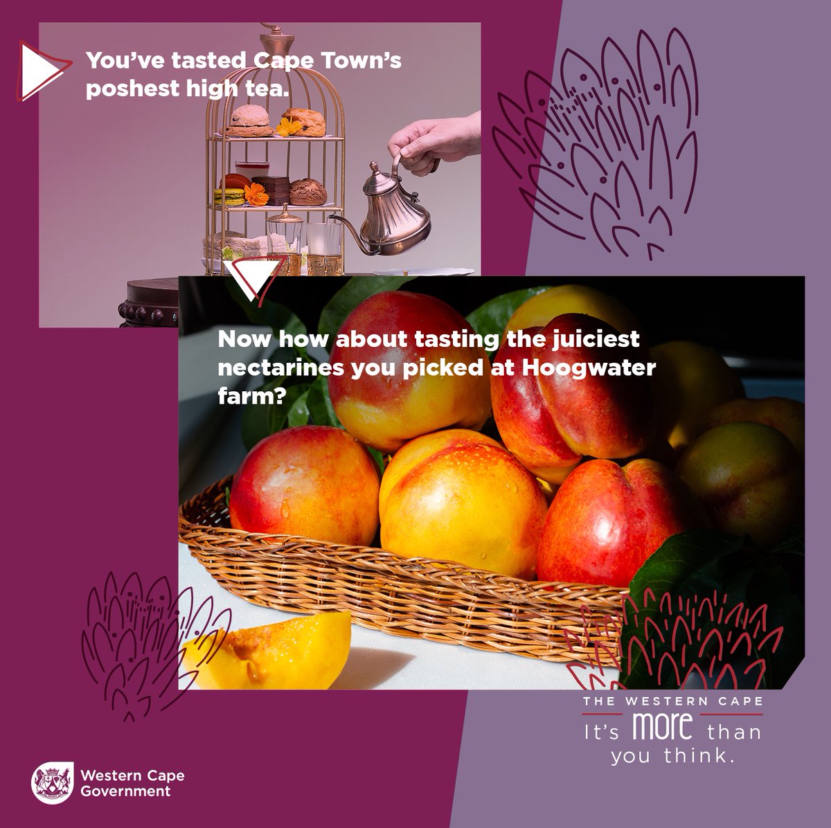 If you think you've done it all in the Western Cape, we have many more hidden gems, like fruit orchards where the whole family can pick and eat.
Visit bit.ly/3TDdzW3 for more on Tourism Month 2022.
#Rethinktourism #morethanyouthink #DiscoverCTWC