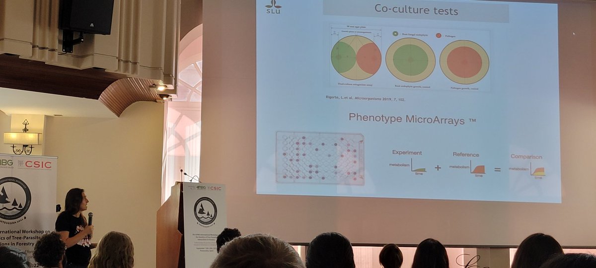 Carmen Romelaro on the importance of #oak #microbiome and #endophytes in the context of #Phytophthora @7GTPI2022