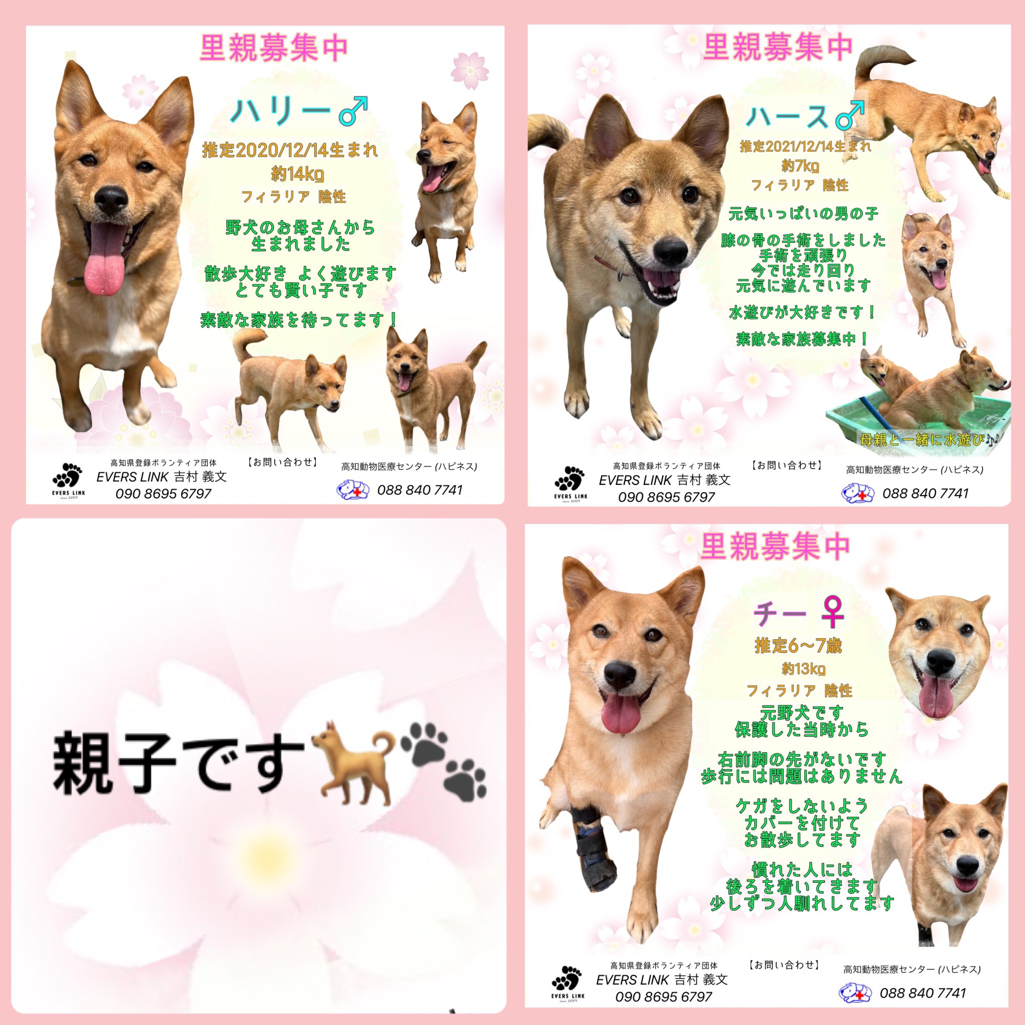 Happiness Freedom アリスハピネス Happiness 18 Twitter
