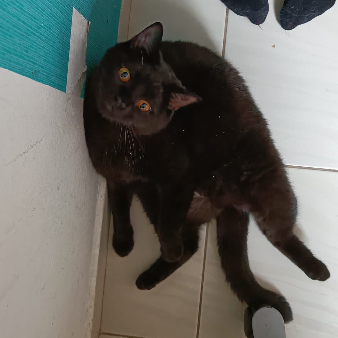 YawningDemons's tweet image. His ancestors had to be octopuses 🐙 #SirusBlack
 #possessedcats