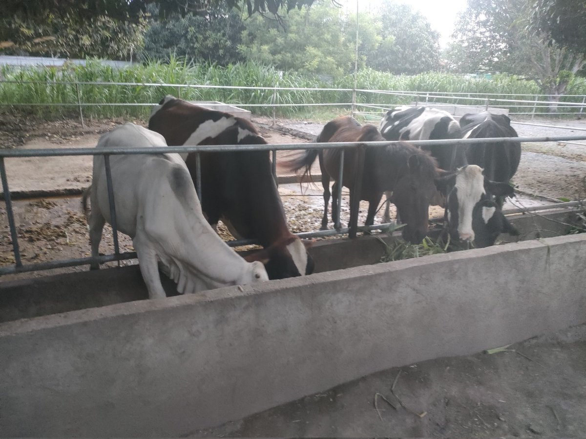 Feeding time for these babies! ❤️❤️❤️

#farm #Farmers #dairyday
