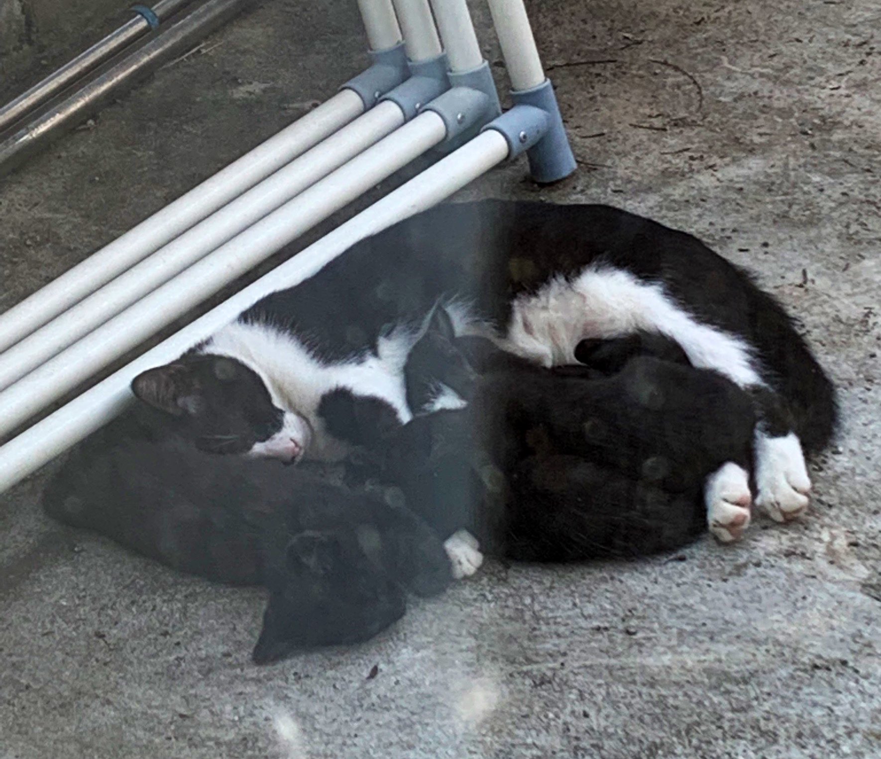ポム D 数年ぶりに実家の庭に猫の親子が住み着いてるらしい かわヨ T Co Wqt7qjh0sx Twitter