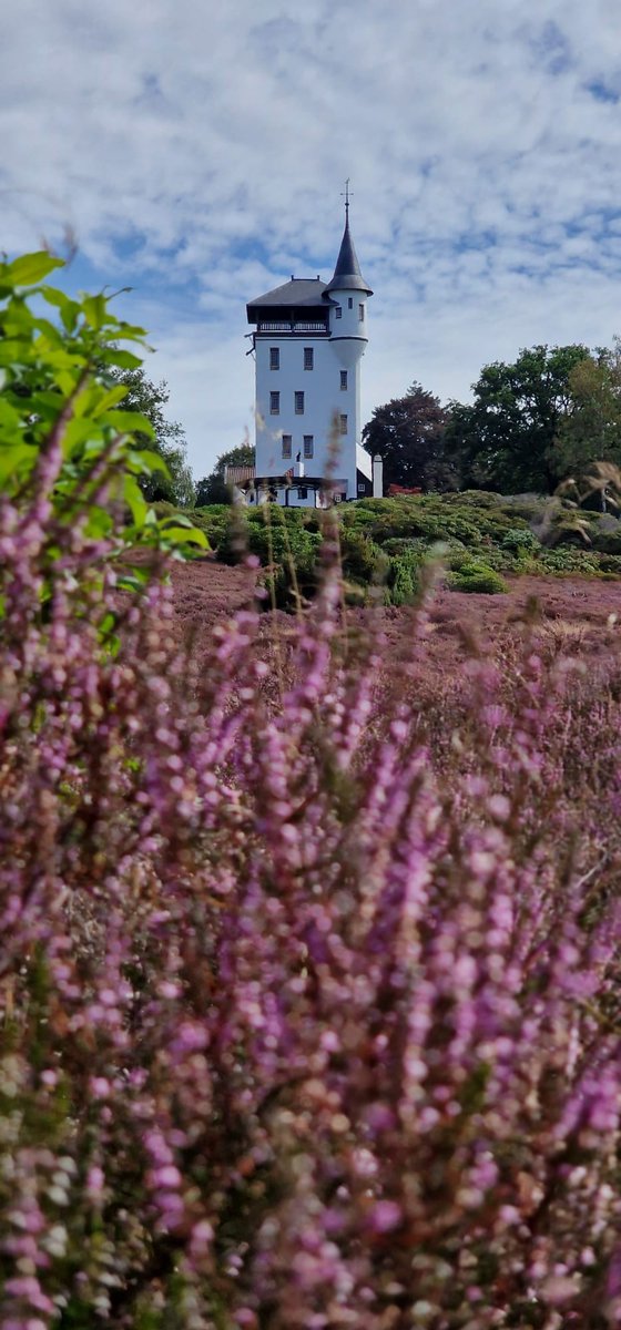 De heide op De #sallandse Heuvelrug is al weer uitgebloeid