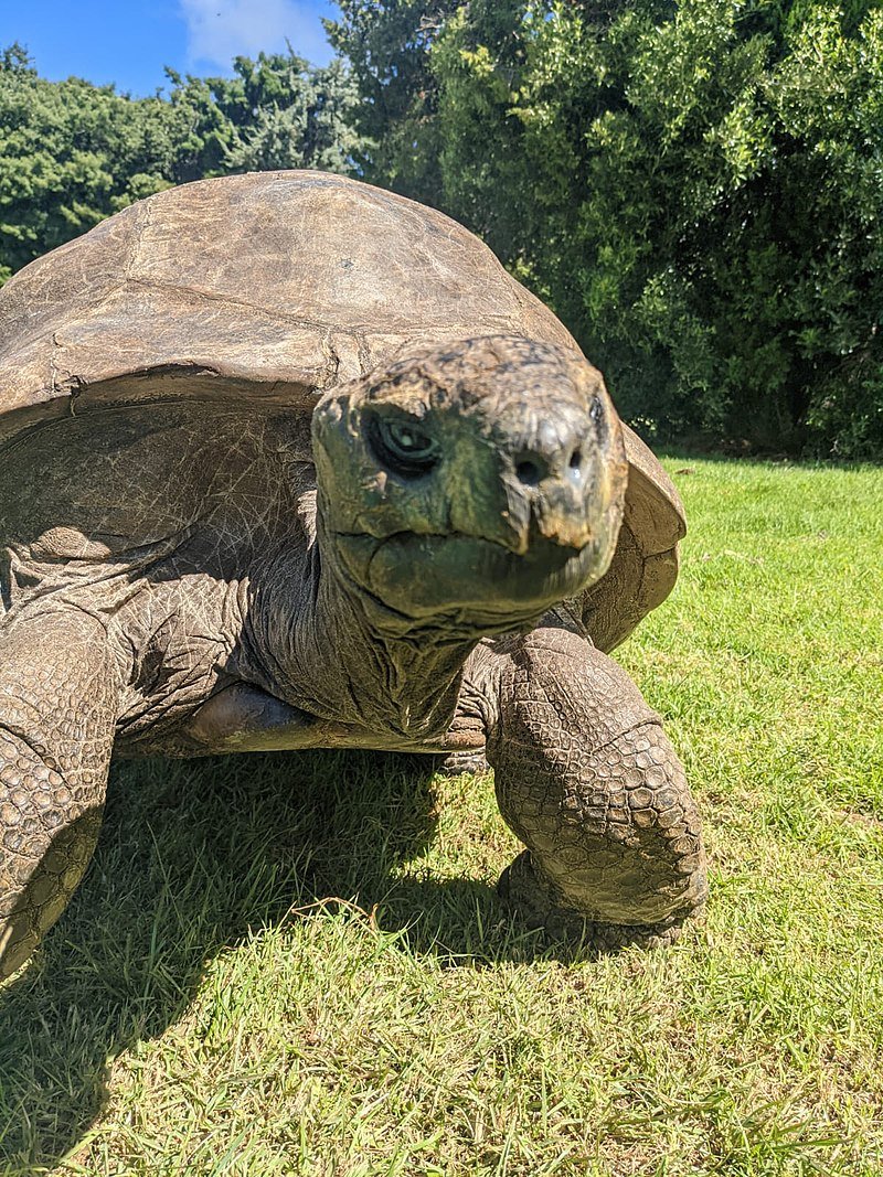 Just realized that this tortoise has outlived 8 British monarchs