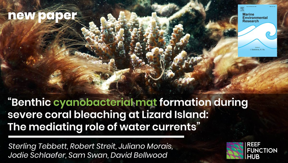 New paper! 
Out now in #MarineEnvironmentalResearch (@ELSenviron)

A #ReefFunHub collaboration on brown slime 🟤🤧, bleached coral 🪸⚰️, and water currents 🌬️🌊

Find the paper here 👇, and more below: 🧵
doi.org/10.1016/j.mare…