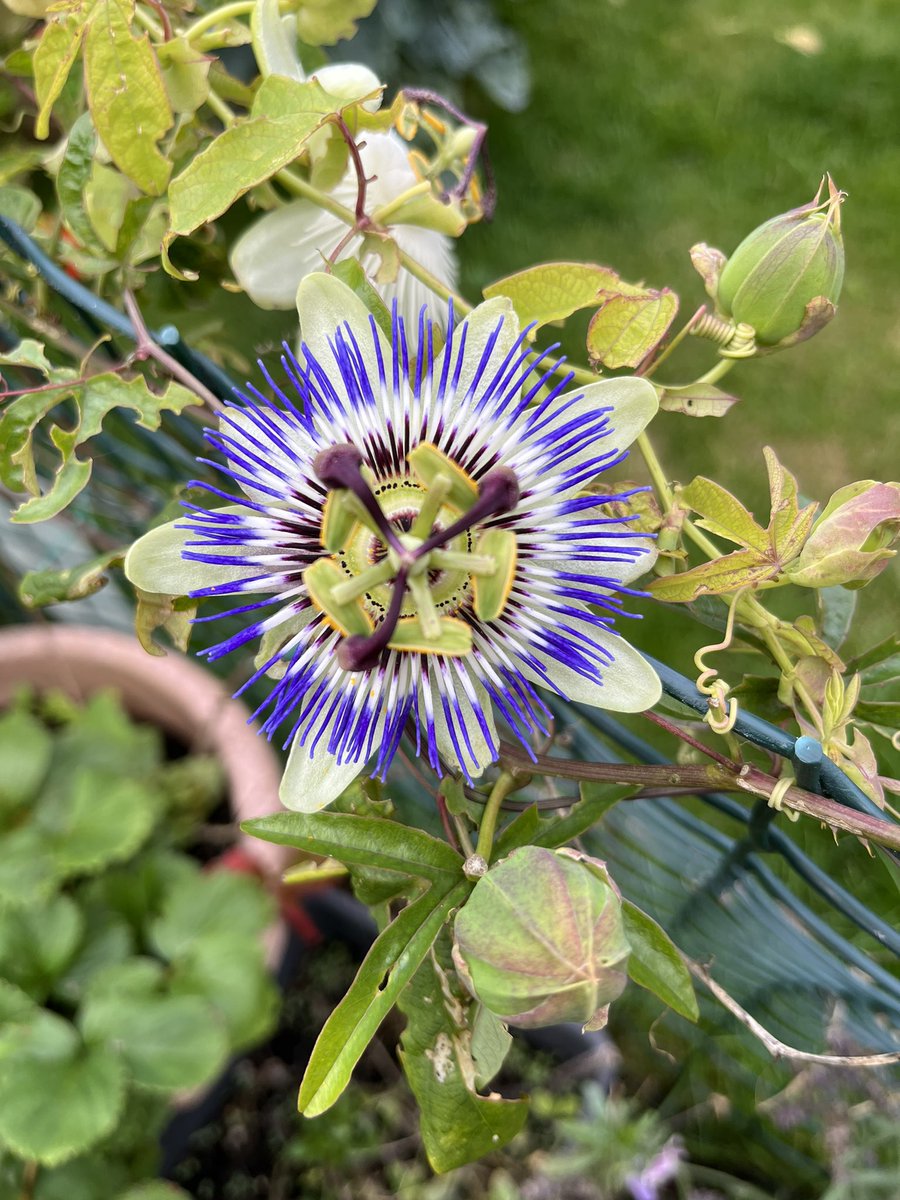 Geoggardener's tweet photo. Late summer passionflower. Hasn’t done very well this year but this little one has recently opened #gardening #GardeningTwitter #passionflower #latesummerbloom https://t.co/adycVWiBSR