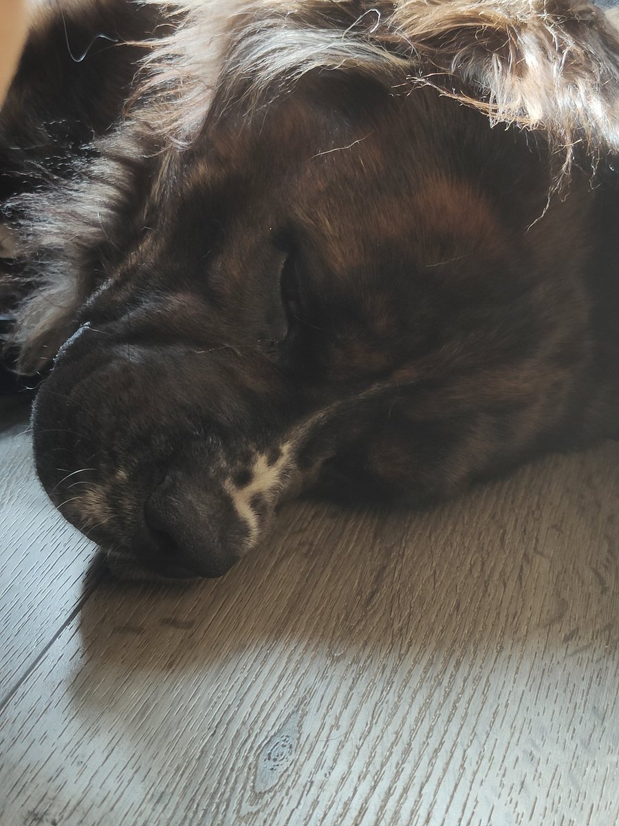 vanbeek7's tweet photo. Good morning have a great day! Spike ❤️🐾#lovemybully https://t.co/49MsybWUwo
