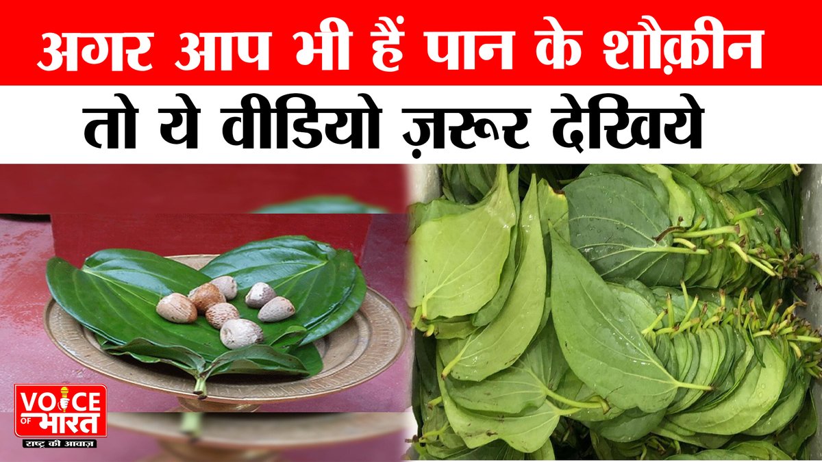 Betel Leaf : प्राचीन काल से होती आ रही है पान की खेती
#Betel #betelleaf #paan #paanleaf #MostLoved #voiceofbharat 
अलग-अलग क्षेत्रों में कई विधी से होती है पान की खेती। पान की खेती प्राकृतिक परिस्थितियों के अनुसार होती है। पान को  लोग  रोज खाते हैं.