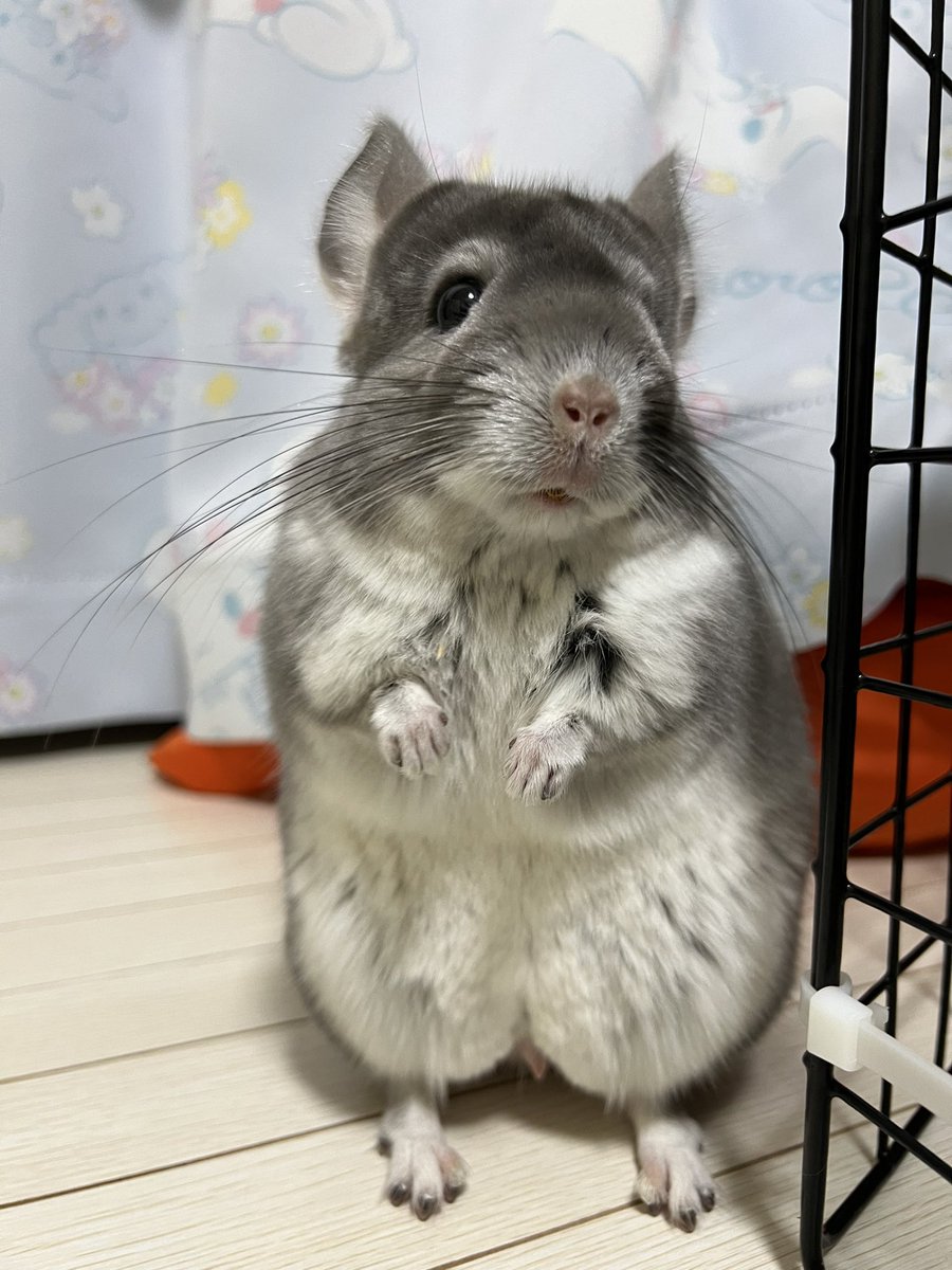 mosumorumo's tweet photo. 😳💘
#チンチラ
#chinchilla https://t.co/X2lHPUXzYL