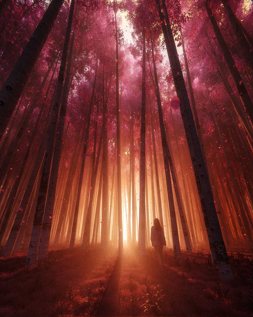 maxhayart's tweet photo. Forest Sunset https://t.co/RDbMFJU8Yl