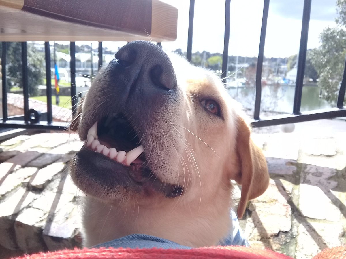 Butters_diary's tweet photo. Enjoying the view from the cafe https://t.co/ZF8LnnBUDb