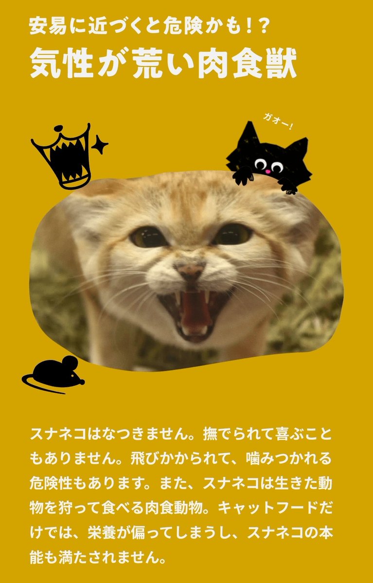 manulnuma131's tweet photo. 野生動物をペット化は、日本人がＮＯと言えばかなり減るんです。
実際に飼うとかは別にしても「可愛いから飼いたいよね」と言う発言が密猟者の収入に繋がります。
スナネコの野生での数は把握されていません。
防げる絶滅危惧なんです。
#無関心は罪 https://t.co/mTpeNWwP0h