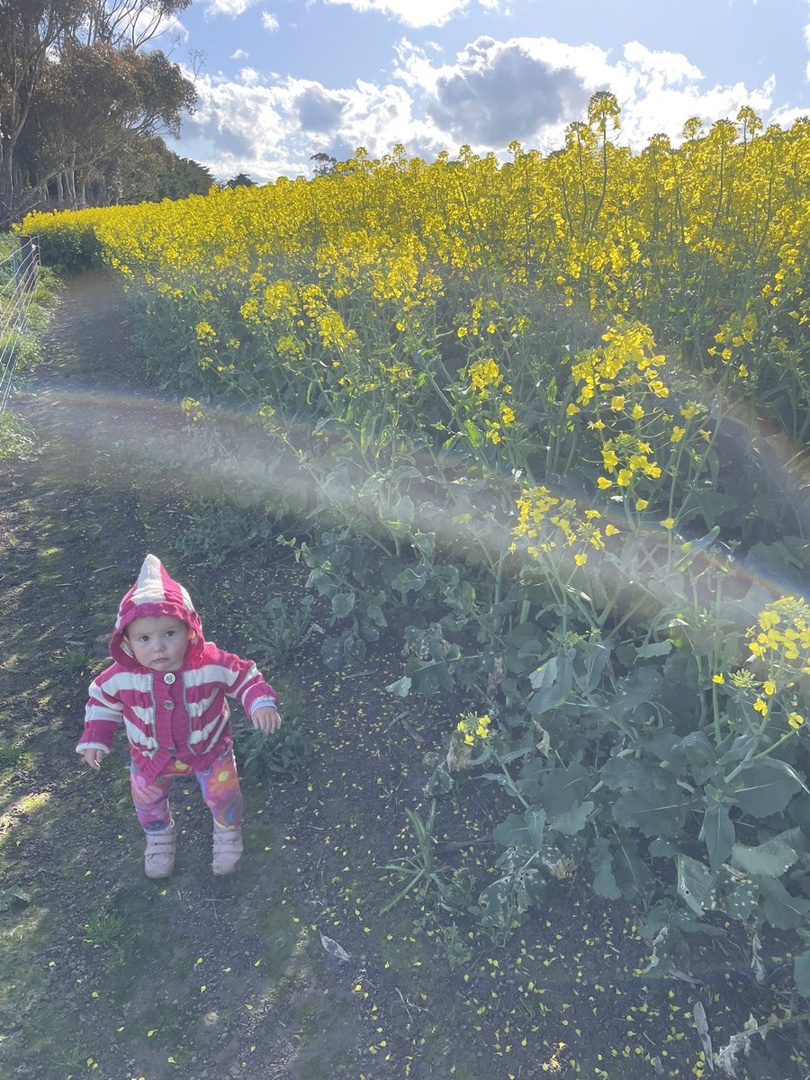 Harriet is enjoying the sunshine today along with the crops and grass lambs going on the clover today 👌👌🌞🌞 <a href="/bjbatman/">furnerfarms</a> <a href="/JimZwar/">Jim Zwar</a> <a href="/wdjmercer/">Willy Mercer</a> <a href="/drum_craig/">Craig Drum</a>