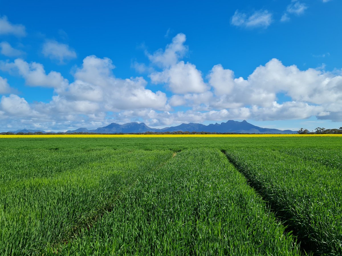 Our trial at Kojaneerup aims to determine whether volatilisation and nitrification inhibitors can improve the nitrogen use efficiency of urea topdressed, at 5 different rates and applied 5 weeks after seeding. 
Come see this trial at <a href="/Stirlings2Coast/">Stirlings to Coast Farmers</a> Spring Field Day on 21 Sept.