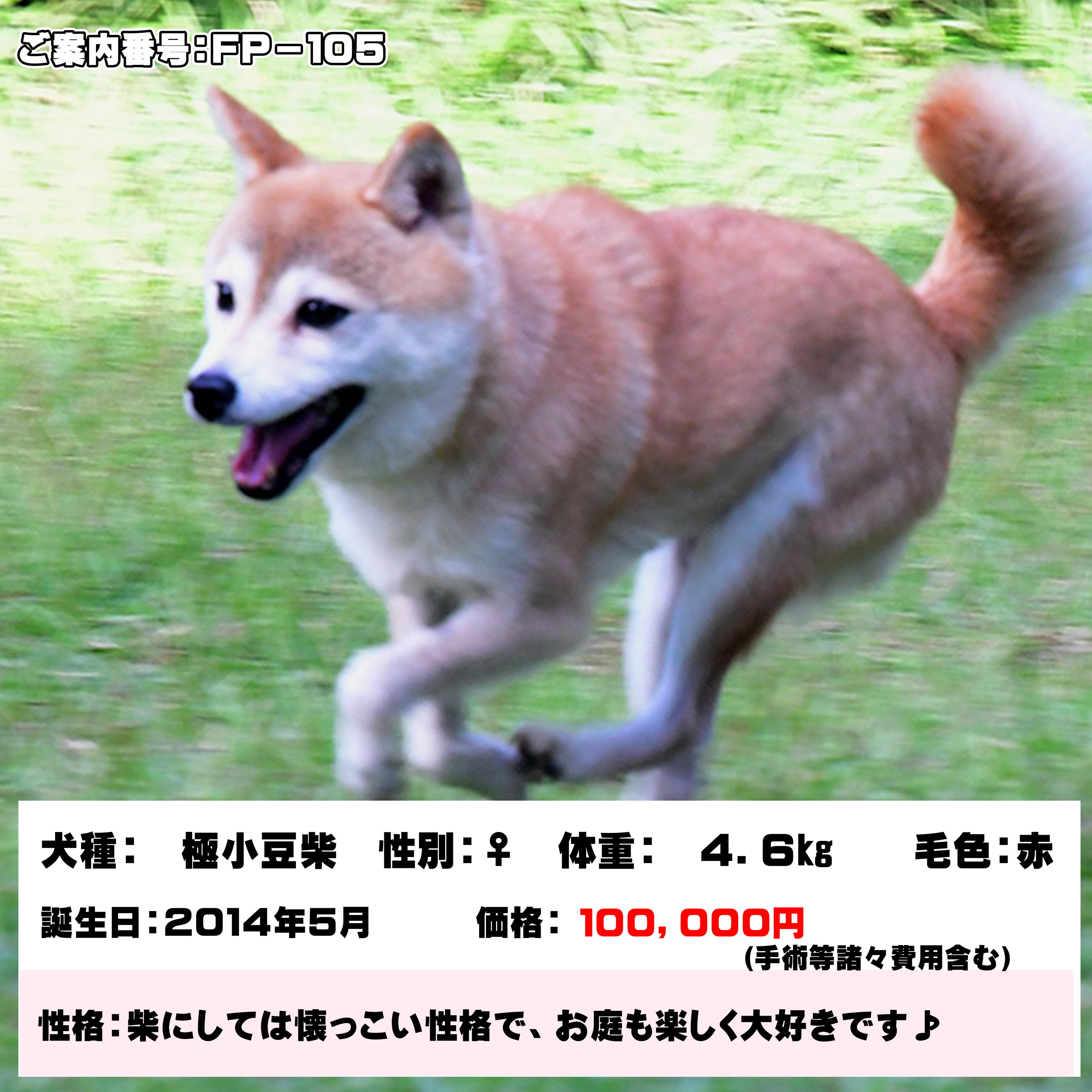 富士野荘 公式 Fuji Mameshiba Twitter