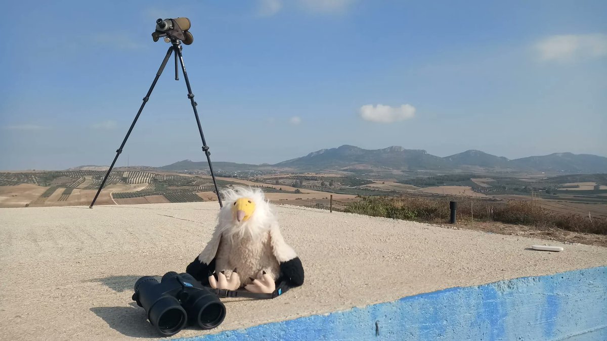 VOLUNTEERS in #ornithology urgently needed to count #vultures in Turkey! Amazing #birdwatching until 30 Sept if you can get yourself to Adana and help @NeophronReturns count #raptors on migration: buff.ly/3DnNS6b