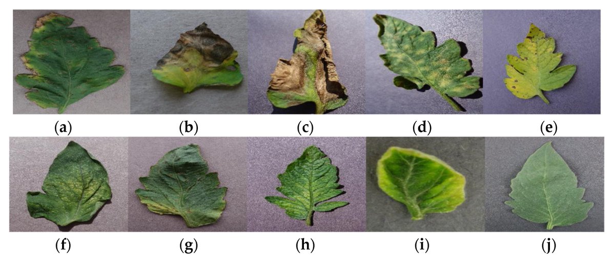 Sensors_MDPI's tweet image. #highlycitedpaper
Early Detection and Classification of Tomato Leaf Disease Using High-Performance Deep Neural Network
mdpi.com/1424-8220/21/2…
#imageprocessing #convolutionneuralnetwork #artificialintelligence