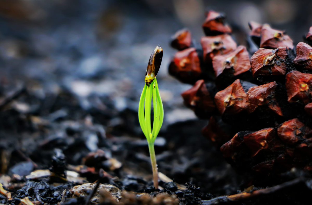 Yandı, bitti ama kül olmadı. Küllerinden yeniden doğdu 💪

📷 Yahya Akkaya

#YeşilVatan