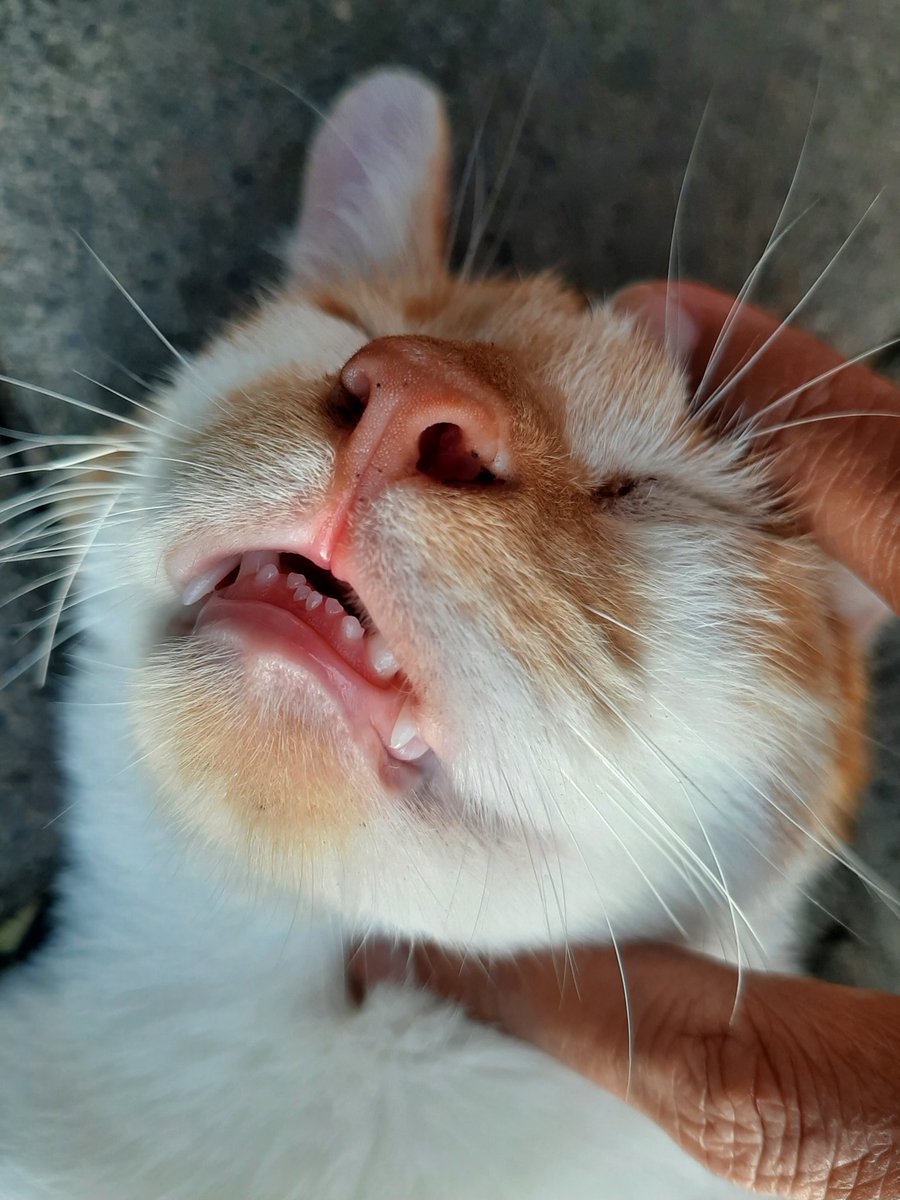 femaus69's tweet photo. Gigi bayi... https://t.co/ECgEBcHM1e