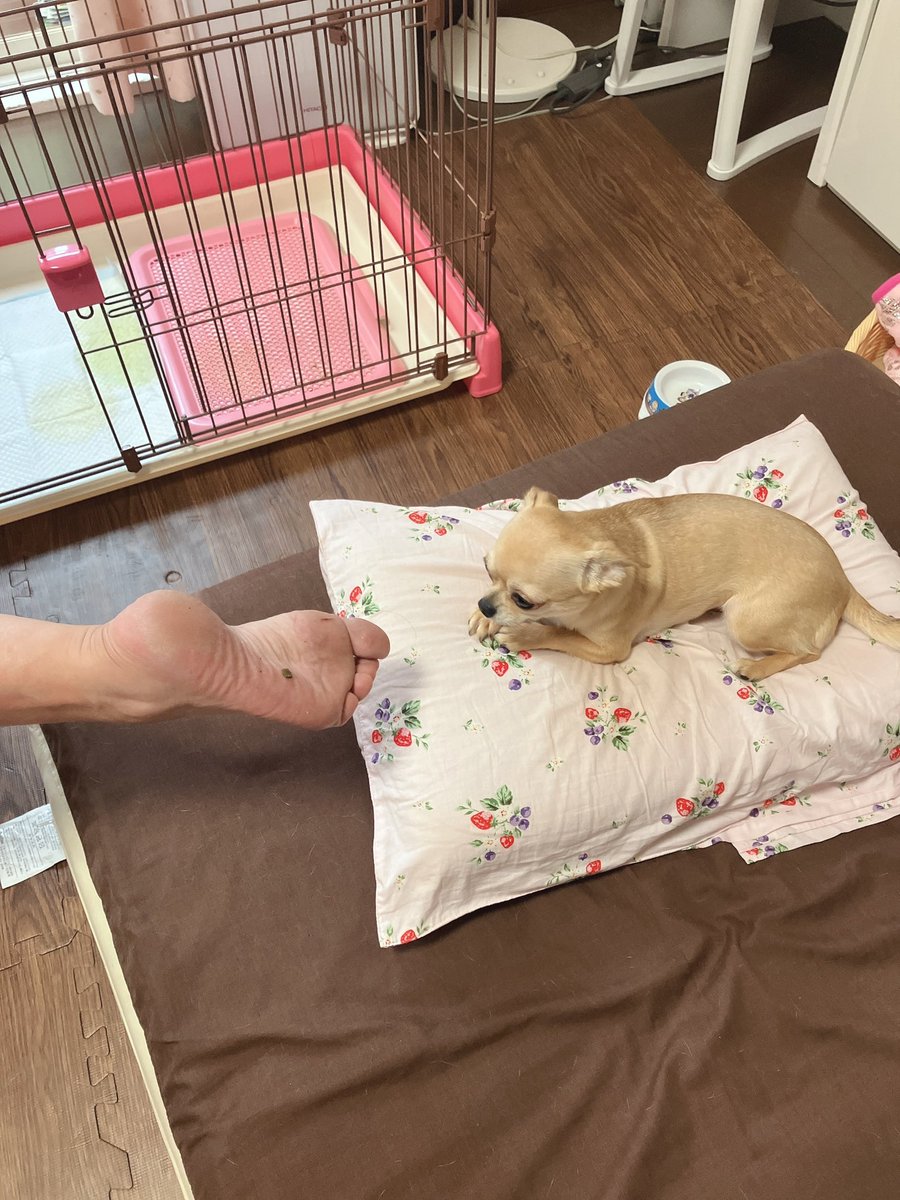 polo_manager's tweet photo. 配信部屋を作成中に足の裏を洗おうとしたら、、、犬の残りフンを踏んだ妹のpoloの一枚w
#ふわっち #KyouEn #たこ焼き https://t.co/71Bdkfwia4