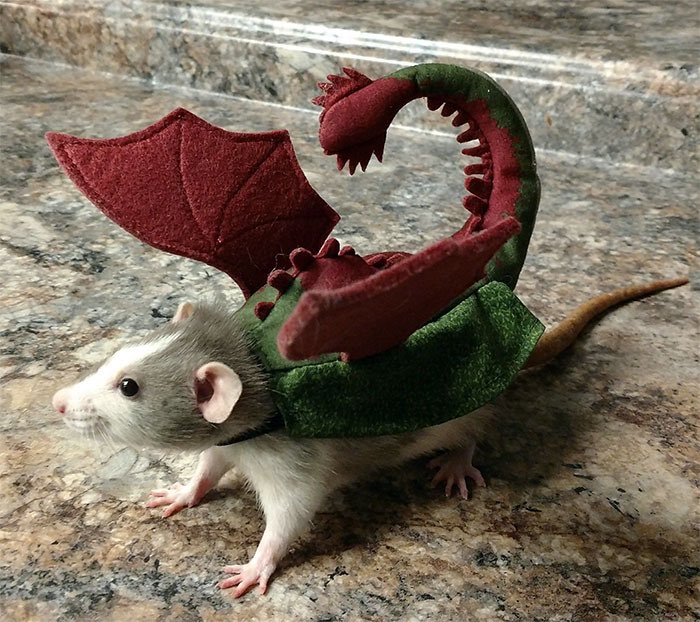 House Of The Dragon (Rat Dub)