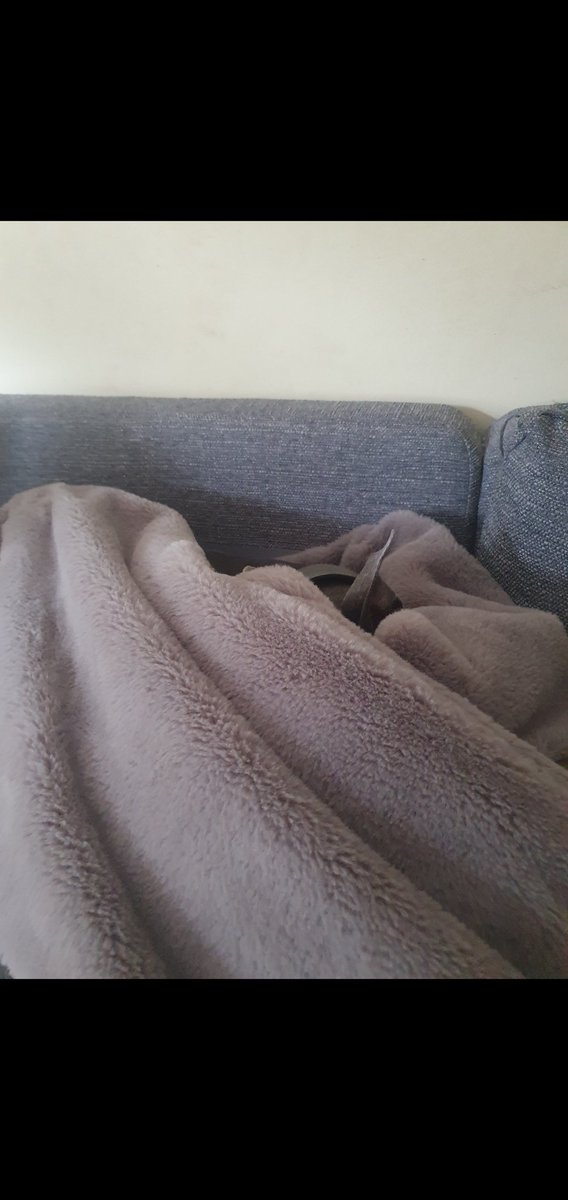 Wispawhippet's tweet image. A walk in the rain, you say!  You&apos;ll have to find me first.