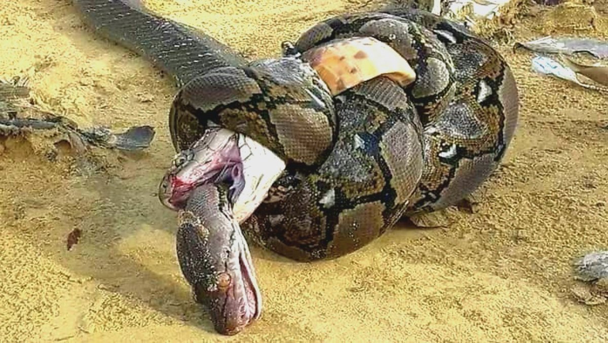 کوبرا او اژدها!!
کوبرا اژدها وچيچه او اژدها مار تېر کړ. 
اژدها د کوبرا د زهرو او کوبرا د اژدها له خوا د خپک کېدو له امله ووژل شو.
 يو يې هم بریالی نه شو! د تأمل وړ دی!!

هغه خلک چې هیواد،دین او فرهنګ یې مشترک دی،چې کله سره شخړې کوي!
هيڅ خوا یې هم بریالی نه بلل کېږي
 ټول ناکام دي.