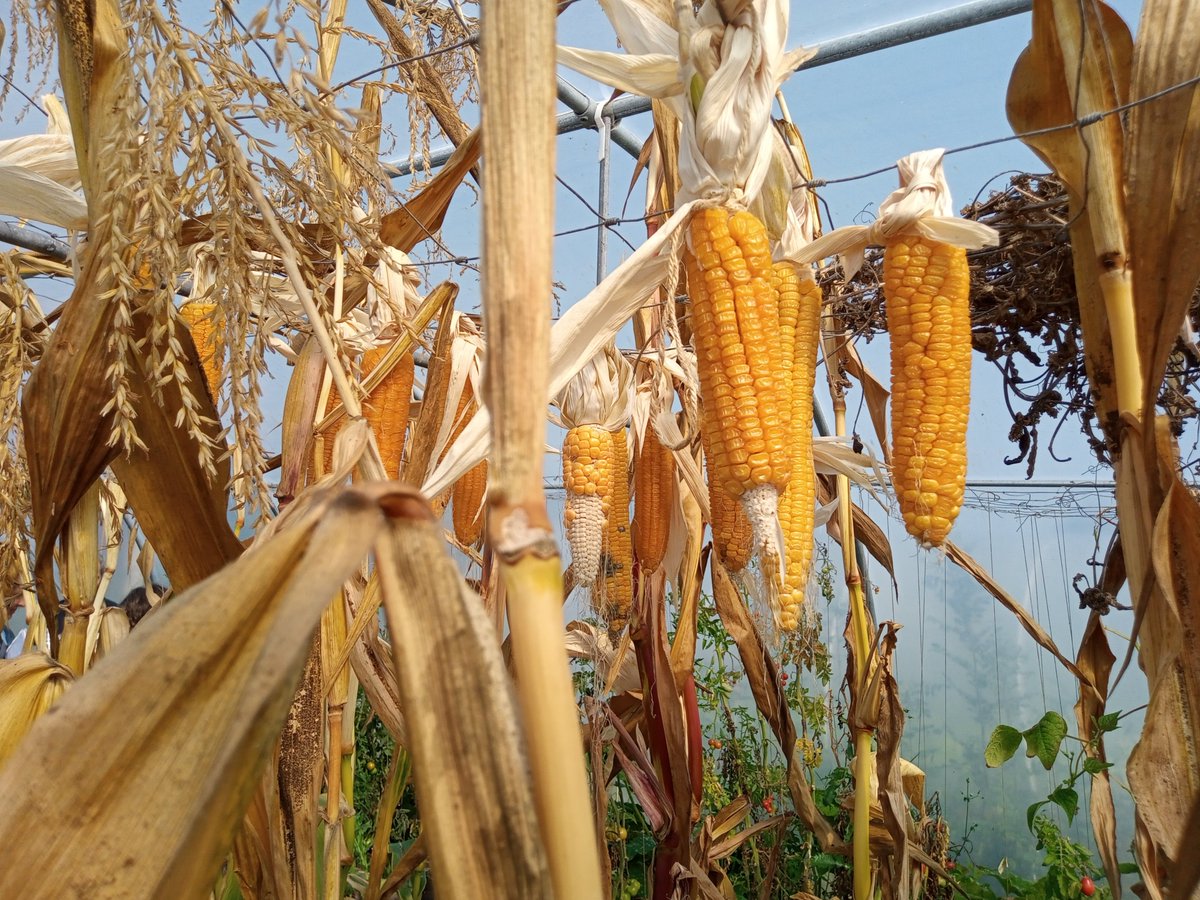 IrelandSeedSov's tweet photo. A day out at Brown Envelope Seeds is always special, yesterday was extra special. The sun shone, we shared good food, saw loads of seeds and veg and just generally enjoyed each others company. What a great way to learn we are so lucky #Seed2Seed #seedsovnetwork #seedsovereignty https://t.co/swv808XgDX