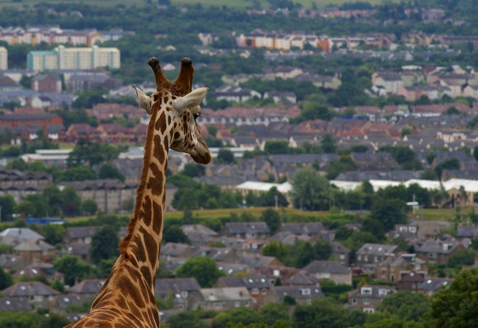 74frankfurt's tweet photo. A giraffe at Edinburgh Zoo. (2022) Pic: Geoff Shutt. https://t.co/MsjB61dRFN