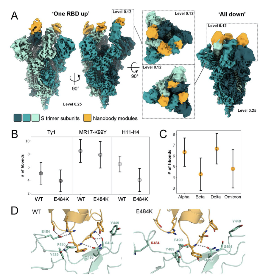 kantraviravi's tweet photo. Our latest collaborative work on #nanobody engineering for #SARSCoV2 neutralization with @JuhaHuiskonen and Ilona Rissanens team is out as a preprint. @Olli_Vapalahti @SironenTarja @StrandinTomas @helsinkiuni  @BIOTECH_UH @HelsinkiUniMed  project #icoin funded by @SuomenAkatemia https://t.co/wkQ04QPy5d