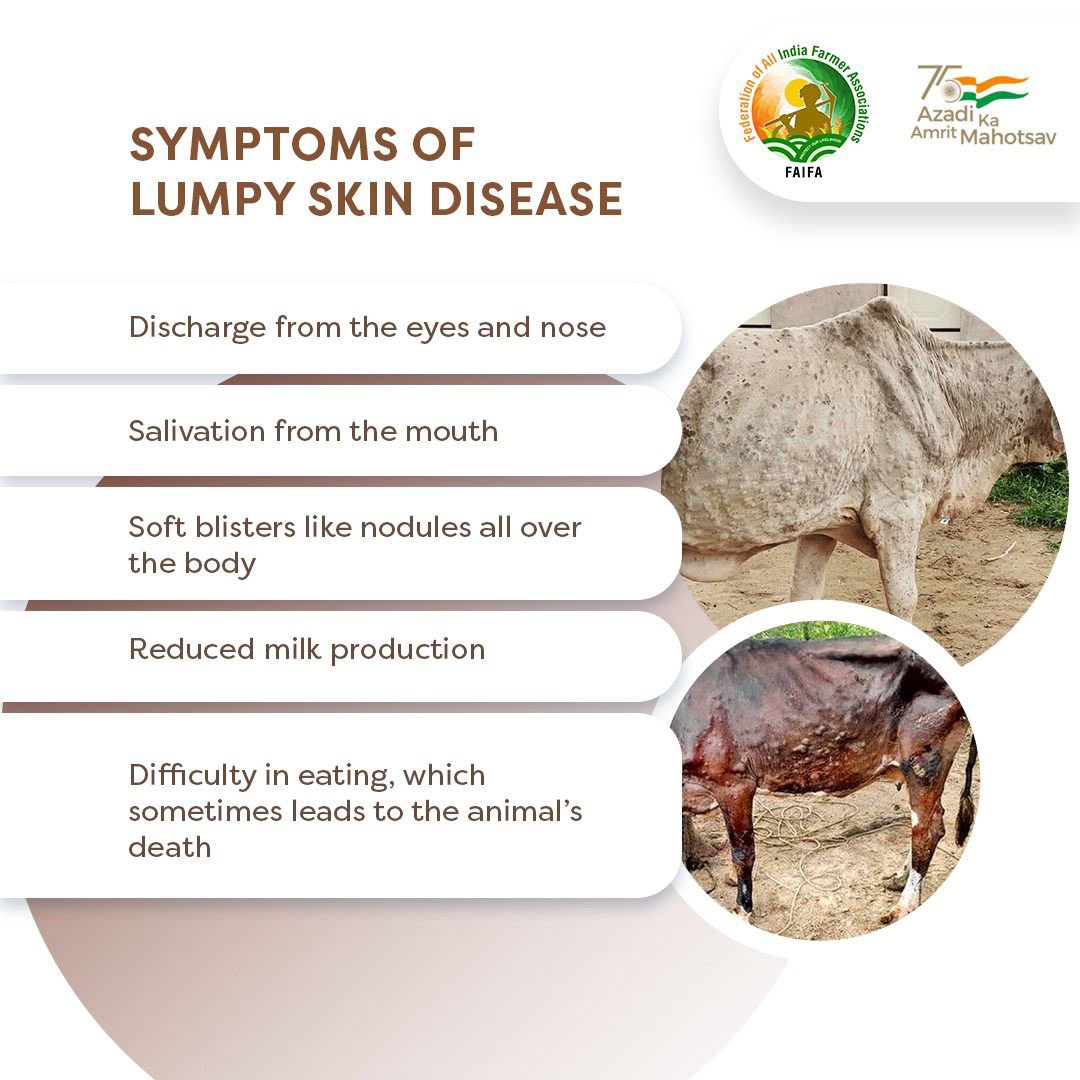 FAIFA_Official's tweet image. If you observe these signs, they could indicate towards the #LumpySkin disease. Stay cautious!