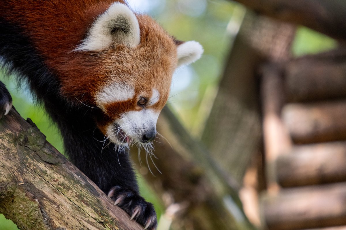 2022.09.13 #panda #pandamała #pandaruda #pandaczerwona #redpanda 
.
.
.
.
.
#zoo #zookeeper #zoophotography #igerspoland #igers_katowice #ig_animals #animalphotography #zooanimalsofinstagram #slaskiezoo #xt3 #fujinon55200mm #fujifilm #fujilove