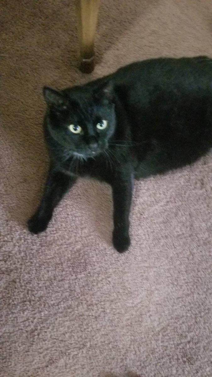 AdonMills's tweet photo. @linusgsebastian My Luna came to me the same way I tried to find her family as she was litter trained weeks of flyers and asking neighbors, six years later no regrets. https://t.co/GRJf8sGP3r