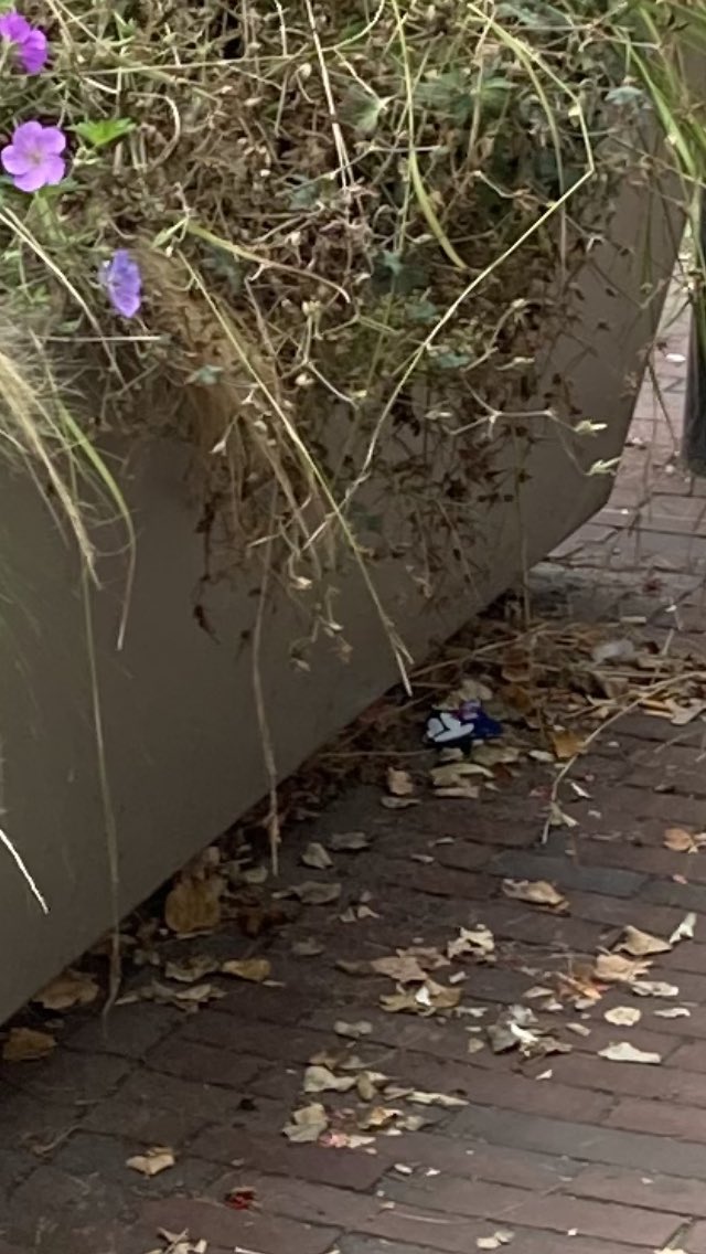geransmeppel's tweet photo. @GemeenteMeppel hoek Hoofdstraat /Brouwerstraat overvolle vuilnisbak en er word nooit geveegd aan de achterkant van de plantenbak en plantenbak zelf is ook een wildernis.
Kan hier wat aangedaan worden ?
Het staat beide voor onze etalage https://t.co/N0qAQ73hzz
