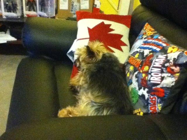 Mr. Bat-man 🇨🇦 tweet media