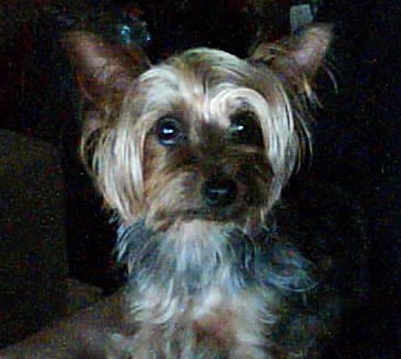 Mr. Bat-man 🇨🇦 tweet media