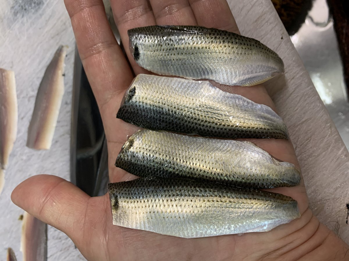 sakanaiwaki's tweet image. 新子〜、新子〜、しんこだよ〜。
#小肌
#しんこ