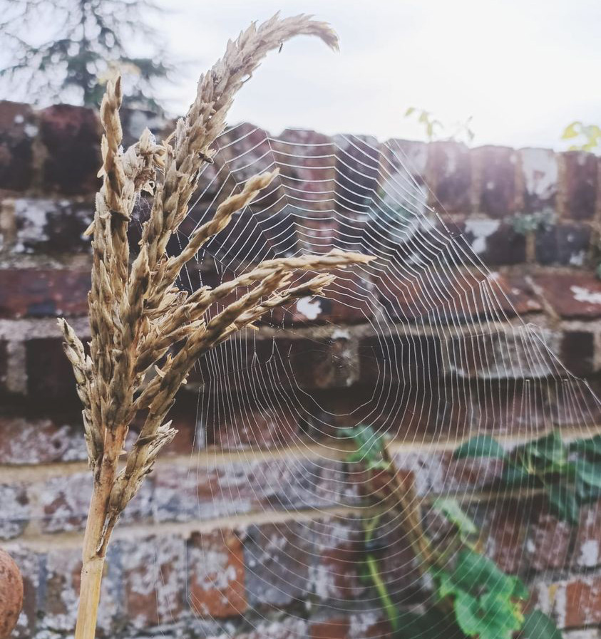 We’re starting to spot all the signs of autumn at the Mote! 
Damp spiders web captured on sweetcorn this morning 🕸️🕷️
.
.
.
#NationalTrust #IghthamMote #Autumn #SpidersWeb #Sevenoaks #Tonbridge #ChangingSeason #EveryoneNeedsNature 
Photo 📸©National Trust Images/Naomi Lawson