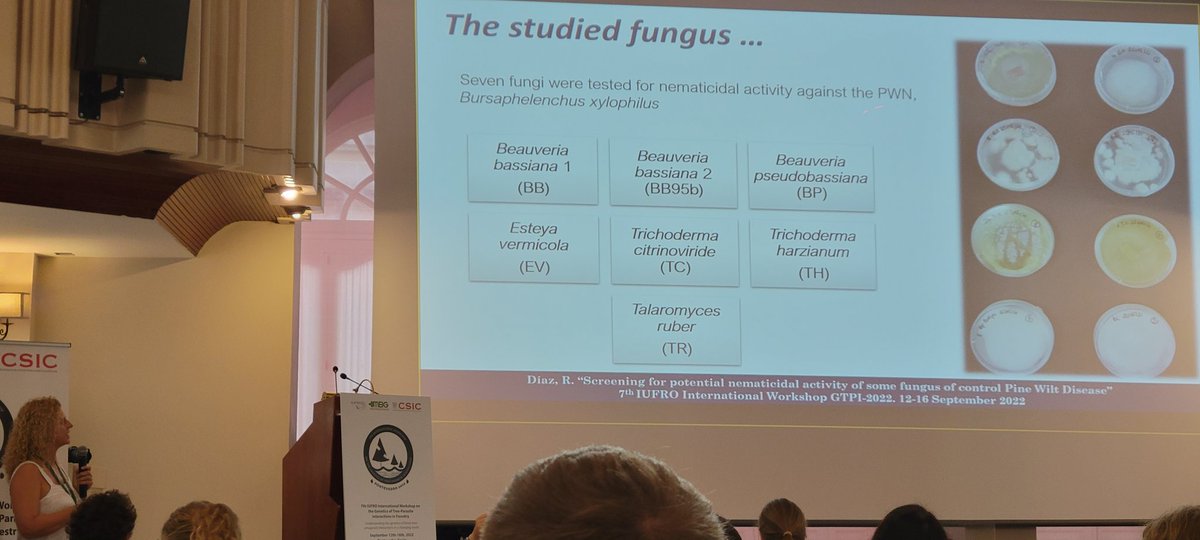 #Pines under attack: beetle-nematode-fungus complex and nematocidal activity in fungi @7GTPI2022 by Raquel Díaz